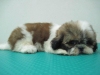 Pet Shop