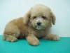 Pet Shop