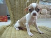 Pet Shop