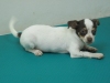 Pet Shop
