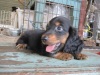 Pet Shop