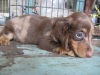 Pet Shop