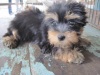 Pet Shop