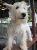 Pet Shop