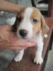 Pet Shop