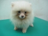 Pet Shop