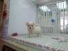 Pet Shop