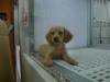 Pet Shop