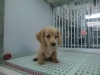 Pet Shop
