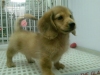 Pet Shop