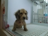 Pet Shop