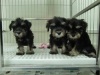Pet Shop