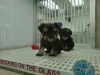 Pet Shop