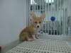 Pet Shop