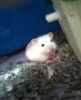 Pet Shop