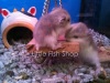 Pet Shop