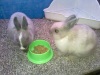 Pet Shop