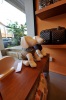Pet Shop