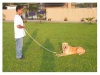 Pet Training