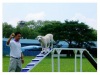 Pet Training