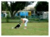 Pet Training