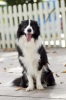 Pet Training