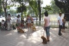 Pet Training