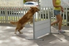 Pet Training