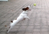 Pet Training