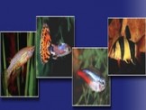 Aquarium | Aqua Fauna International Pte Ltd