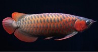 Aquarium | DreamFish Incorporated Singapore Pte Ltd