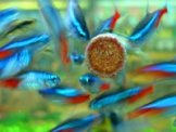 Aquarium | Petmart Pte Ltd