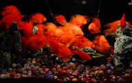 Aquarium | Rainbow Pet & Aquarium Centre