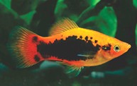 Aquarium | Tropical Fish International Pte Ltd