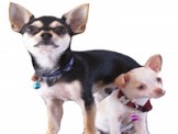 Pet Accessories | Swensen Swennie LLP