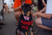 Pet Adoption | Animal Lovers League (Pets Villa) Singapore