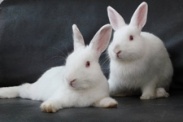 Pet Adoption | House Rabbit Society Singapore (HRSS)