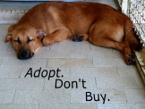 Pet Adoption | Singapore Society for the Prevention of Cruelty to Animal (SPCA)