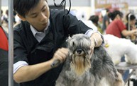 Pet Groomer | Art Of Pets Grooming School