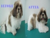 Pet Groomer | Dog Avenue