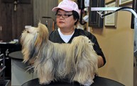 Pet Groomer | Dog Stylists