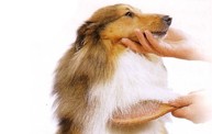 Pet Groomer | DogCare Int'l Grooming Academy & Salon