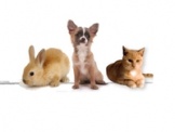 Pet Groomer | Pet Essentials LLP