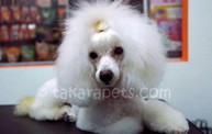 Pet Groomer | Takara Pets