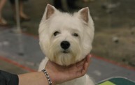 Pet Shop | Puppy Island Pte Ltd