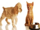 Pet Supply | Loving Pets