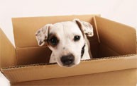 Pet Transport | DM Pet Euphoria