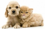 Vet | Jireh Veterinary Clinic Pte Ltd