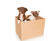 pet transport