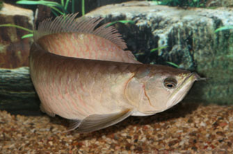 Arowana